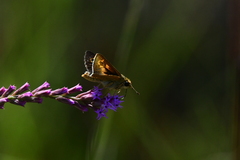 Hesperia meskei straton