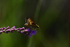 Hesperia meskei straton