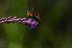 Hesperia meskei straton