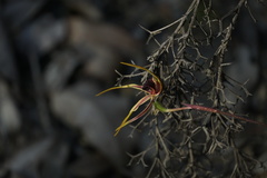 Caladenia ensata