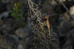 Caladenia ensata