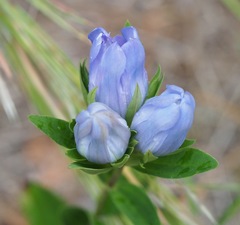 Gentiana catesbaei