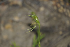 Pterostylis turfosa