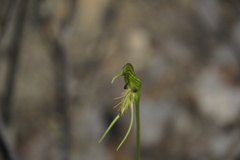 Pterostylis turfosa