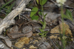 Pterostylis turfosa