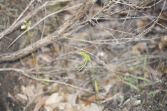 Pterostylis turfosa