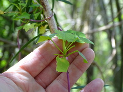 Senecio tamoides