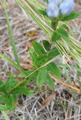Gentiana catesbaei