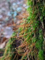 Herzogiella seligeri