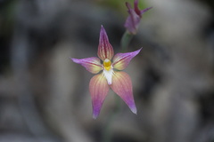 Caladenia × spectabilis