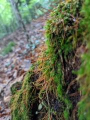 Herzogiella seligeri