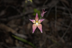 Caladenia × spectabilis