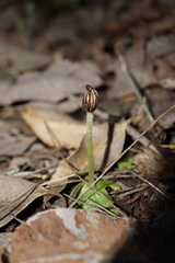 Corybas recurvus