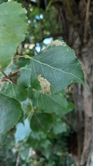 Pterygota