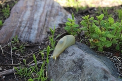 Urocyclidae