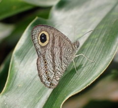 Ypthima fasciata
