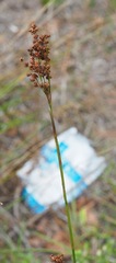 Juncus biflorus