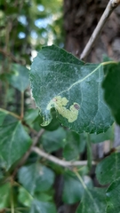 Pterygota