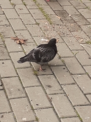 Columba livia domestica