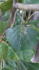 Pterygota