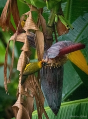 Ploceus brachypterus