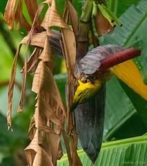 Ploceus brachypterus