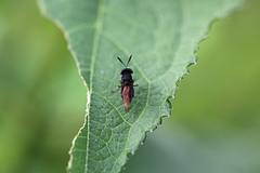 Hoplitimyia subalba