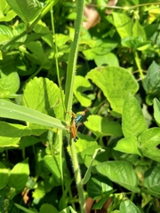 Caryanda spuria