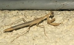 Litaneutria ocularis