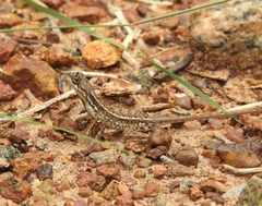 Sitana ponticeriana