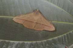 Anticarsia anisospila