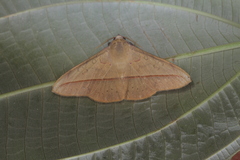 Anticarsia anisospila