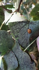Harmonia axyridis