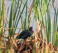 Gallinula chloropus meridionalis