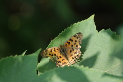 Polygonia c-aureum lunulata