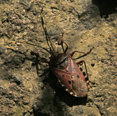 Urochela quadrinotata