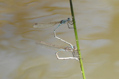 Austrolestes aridus