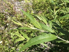 Callicarpa hypoleucophylla