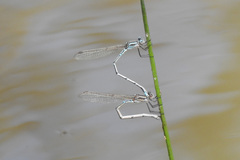 Austrolestes aridus
