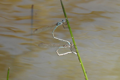 Austrolestes aridus