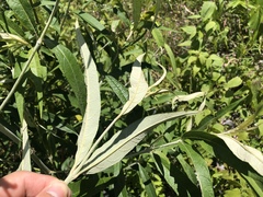 Callicarpa hypoleucophylla