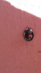 Harmonia axyridis
