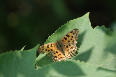 Polygonia c-aureum lunulata
