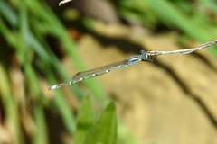 Austrolestes aridus