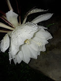 Epiphyllum oxypetalum