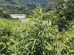 Callicarpa hypoleucophylla