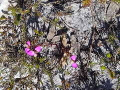 Polygala bracteolata