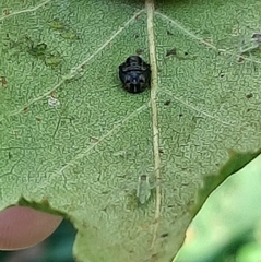Halyzia sedecimguttata