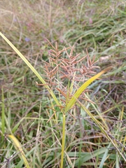 Cyperus esculentus leptostachyus