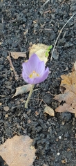 Crocus kotschyanus